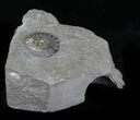 Promicroceras Ammonite - Dorset, England #30731-2